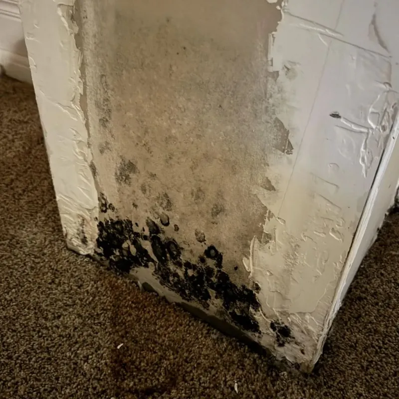 Professional Mold Removal in Harlan, IA
